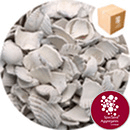 Coloured Sea Shells - Antique White